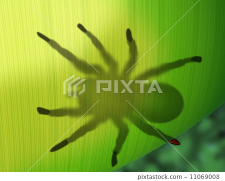 Rainforest spider hiding behind a leaf Rainforest spider hiding behind a leaf 11069008