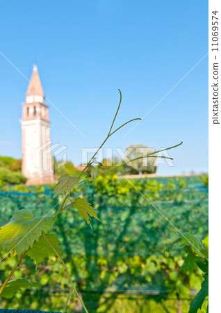 Venice Burano Mazorbo vineyard Venice Burano Mazorbo vineyard 11069574