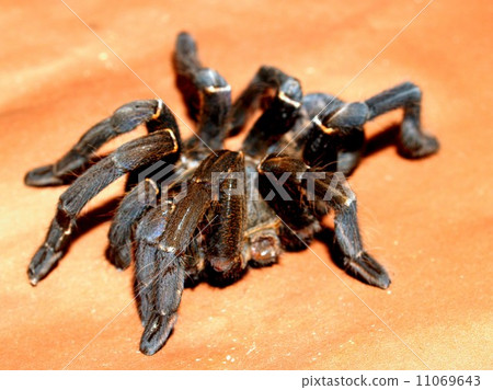 Spider and  tarantula photo in nature 11069643