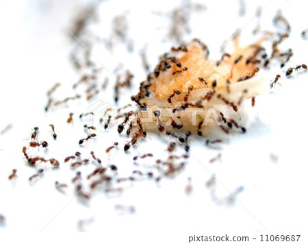 red ant teamwork in green nature red ant teamwork in green nature 11069687