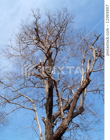 Dead Tree nature background Dead Tree nature background 11069807