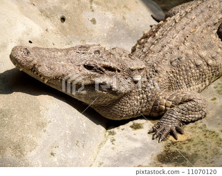 animal in zoo animal in zoo 11070120