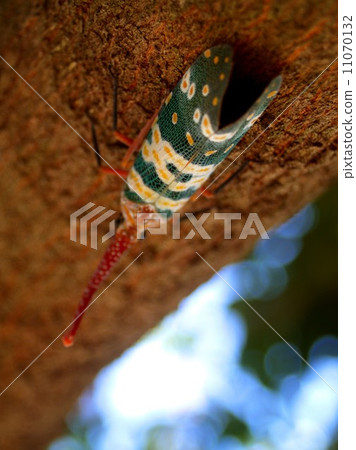 bug insects in nature 11070132