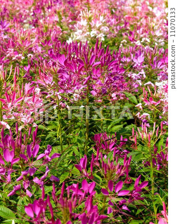 the Selection of Various Colorful  Flower in nature 11070133
