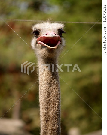 animal in zoo 11070152