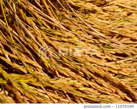 Rice background Rices field Farm Rice background Rices field Farm 11070199