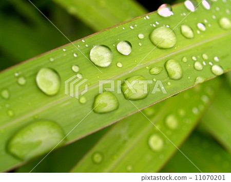 Water and Water Drop on Leaf Water and Water Drop on Leaf 11070201