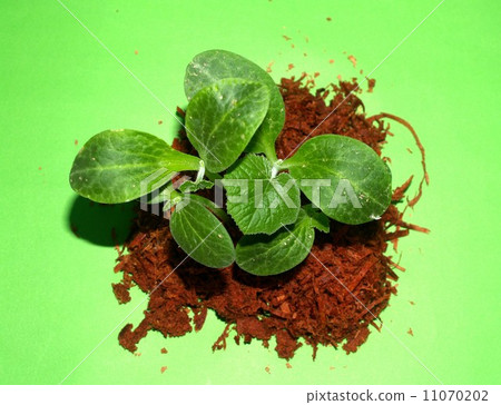 Small Tree young plant Small Tree young plant 11070202