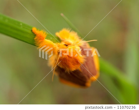 bug insects in nature 11070236