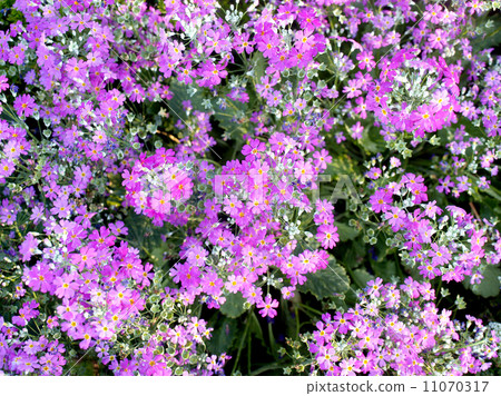 Flower garden at Doi Inthanon mountain in Chiang Mai, Thailand. Flower garden at Doi Inthanon mountain in Chiang Mai, Thailand. 11070317