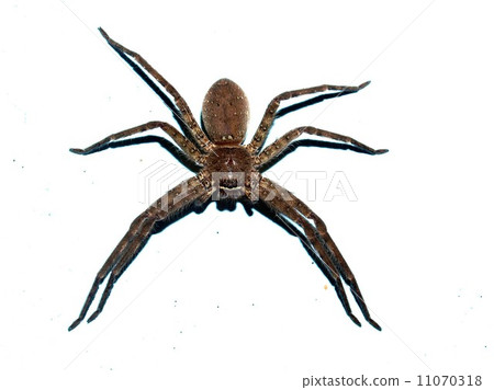 Spider and  tarantula photo in nature 11070318