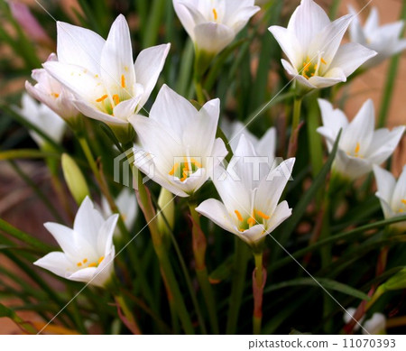 the Selection of Various Colorful Flower in nature the Selection of Various Colorful Flower in nature 11070393