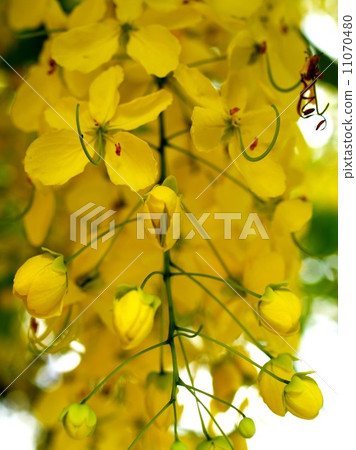 the Selection of Various Colorful  Flower in nature 11070480