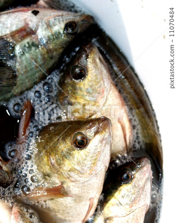 Freshwater fish for food Freshwater fish for food 11070484