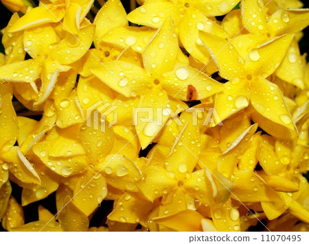 the Selection of Various Colorful Flower in nature the Selection of Various Colorful Flower in nature 11070495