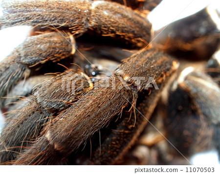 Spider and  tarantula photo in nature 11070503