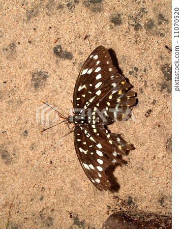 bug insects in nature 11070520