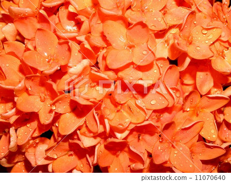 the Selection of Various Colorful  Flower in nature 11070640