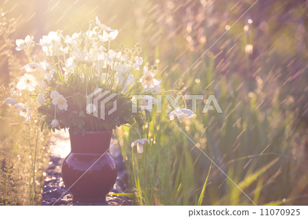 anemones 11070925