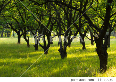 garden trees garden trees 11070930