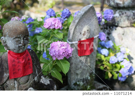 Hydrangea (Yada Temple) 11071214