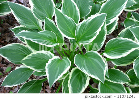 Giboshi's leaves Giboshi's leaves 11071243