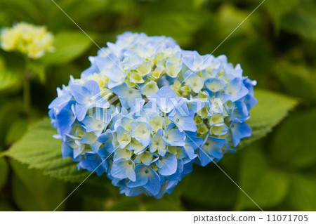  hydrangea 11071705