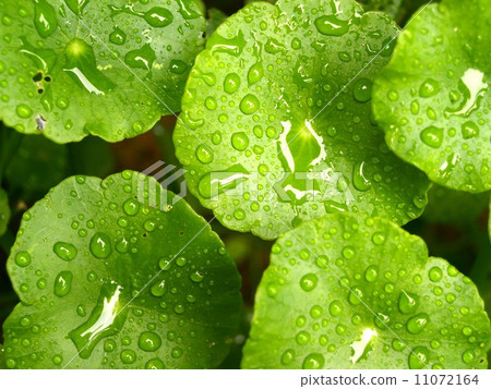 Water and Water Drop on Leaf Water and Water Drop on Leaf 11072164