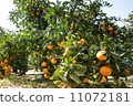 Mandarin orange field 11072181