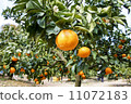 Oranges plantation 11072183