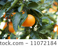 Mandarin orchard 11072184