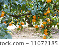 Mandarin orange field 11072185