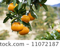 Oranges plantation 11072187