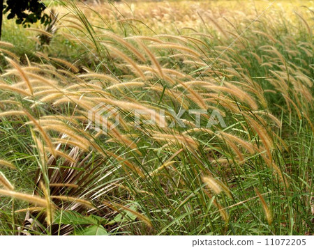 the Selection of Various Colorful Flower in nature the Selection of Various Colorful Flower in nature 11072205