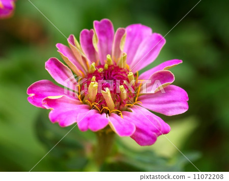 the Selection of Various Colorful  Flower in nature 11072208