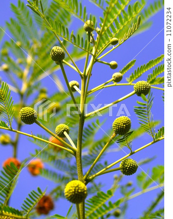 the Selection of Various Colorful Flower in nature the Selection of Various Colorful Flower in nature 11072234