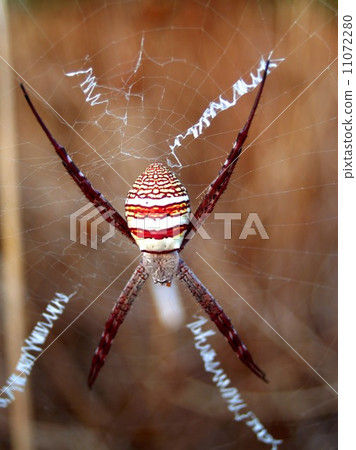Spider and  tarantula photo in nature 11072280