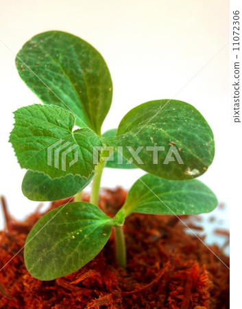 Small Tree  young plant 11072306