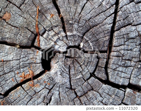 Wood Tree Texture Background Pattern 11072320