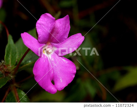 flower of chiangdao  chaingmai, Thailand. flower of chiangdao  chaingmai, Thailand. 11072324