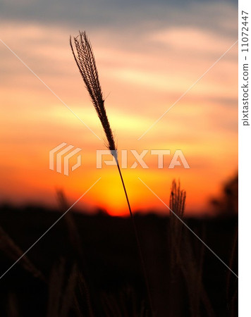 the Selection of Various Colorful  Flower in nature 11072447