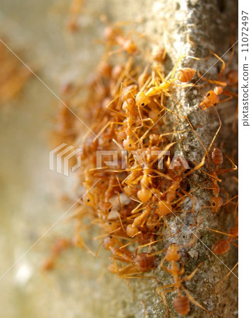 red ant teamwork in green nature 11072497