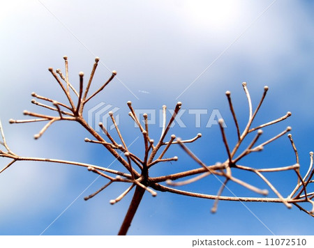 Dead Tree nature background Dead Tree nature background 11072510