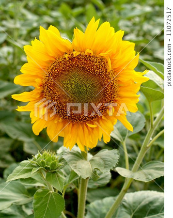 image Sunflower field image Sunflower field 11072517