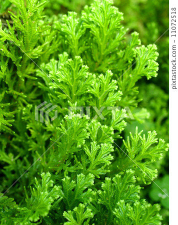 green leaves of fern plant 11072518