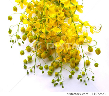 the Selection of Various Colorful  Flower in nature 11072542