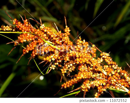 flower of chiangdao chaingmai, Thailand. flower of chiangdao chaingmai, Thailand. 11072552