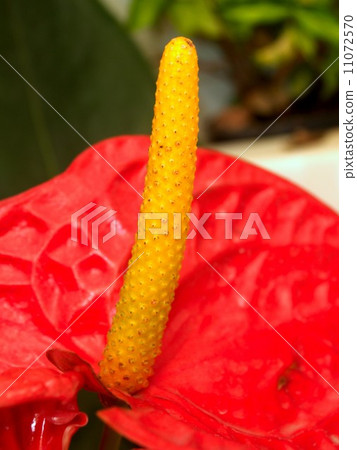 the Selection of Various Colorful  Flower in nature 11072570