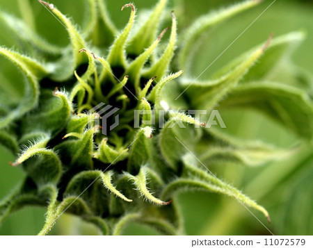 image  Sunflower field 11072579