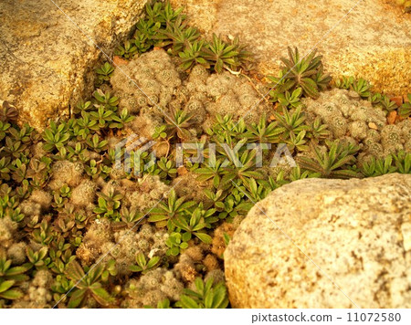Cactus Desert plant leaves Cactus Desert plant leaves 11072580